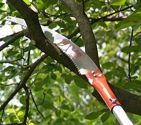 pole pruning saw