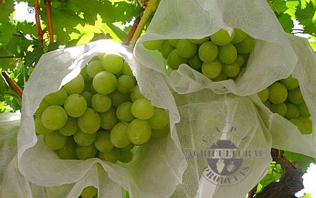 Birdspun grape protection